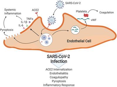 Therapeutic Potential of Annexins in Sepsis and COVID-19